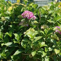 Hydrangea mac. Heinrichsburg - image 2