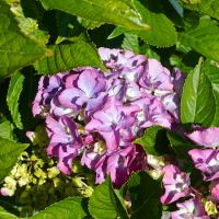 Hydrangea mac. Heinrichsburg - image 1