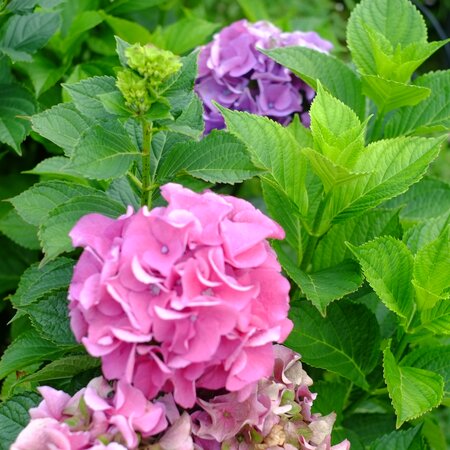 Hydrangea mac. Lady Mata Hari Blue