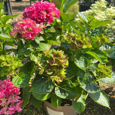 Hydrangea mac. Lady Mata Hari Pink - image 1