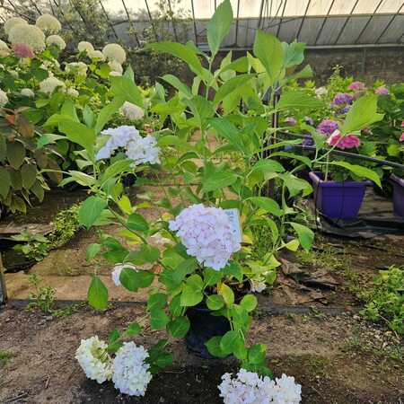 Hydrangea mac. Madme Emile Mouiller