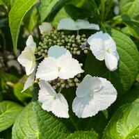 Hydrangea mac. Renate Steiniger - image 2
