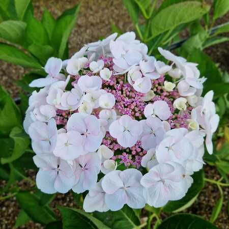 Hydrangea mac. Teller Libelle