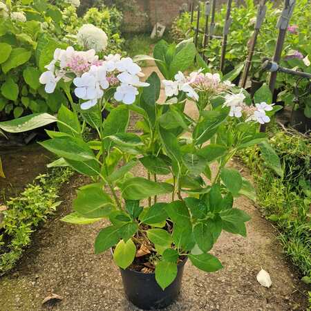 Hydrangea mac. Teller Libelle