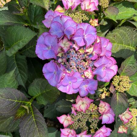 Hydrangea mac. Tiffany Purple