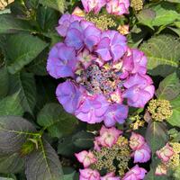 Hydrangea mac. Tiffany Purple