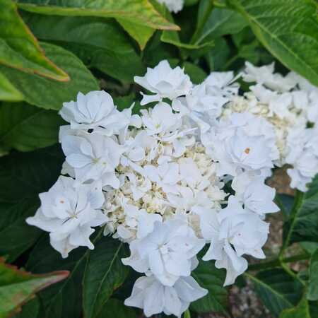 Hydrangea mac. Wedding Gown