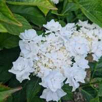 Hydrangea mac. Wedding Gown