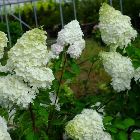 Hydrangea pan. Bobo - image 2
