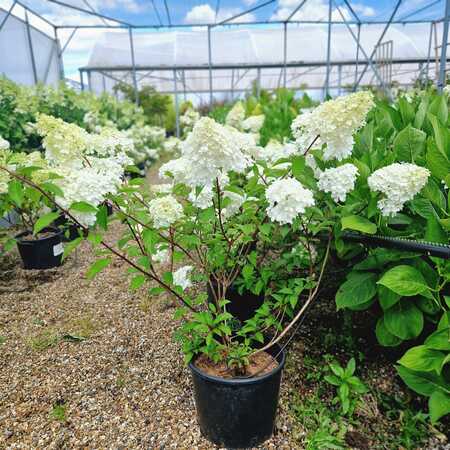 Hydrangea pan. Bobo - image 1