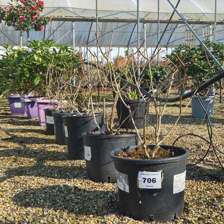 Hydrangea pan. Bobo - image 3