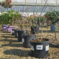 Hydrangea pan. Bobo - image 3