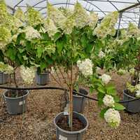 Hydrangea pan. Candlelight - image 1