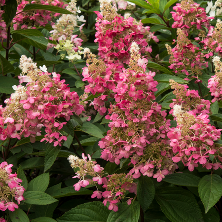 Hydrangea pan. Candlelight - image 2