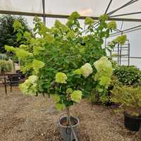 Hydrangea pan. Limelight