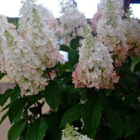 Hydrangea pan. Limelight - image 2
