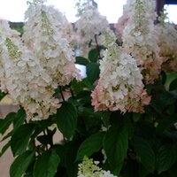 Hydrangea pan. Limelight - image 2