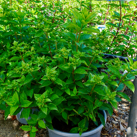 Hydrangea pan. Little Lime