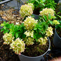 Hydrangea pan. Little Lime