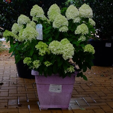 Hydrangea pan. Little Spooky