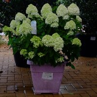 Hydrangea pan. Little Spooky