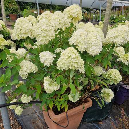 Hydrangea pan. Little Spooky