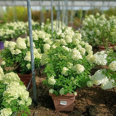 Hydrangea pan. Little Spooky