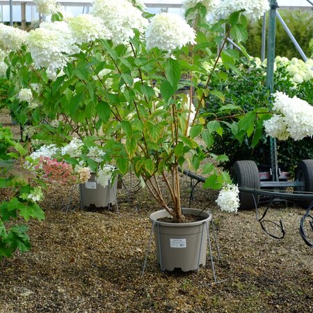 Hydrangea pan. Phantom