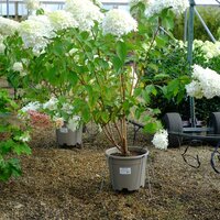 Hydrangea pan. Phantom