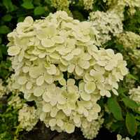 Hydrangea pan. Pink Diamond