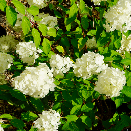 Hydrangea pan. Polar Bear