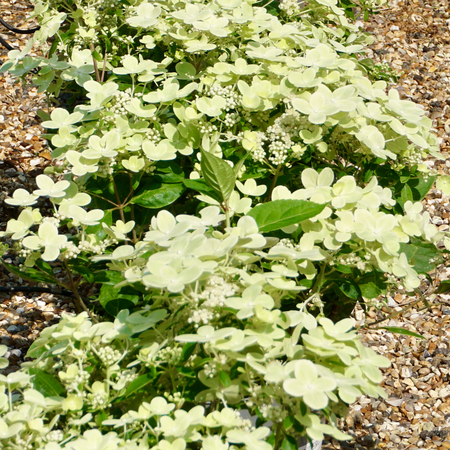 Hydrangea pan. Polestar - image 1