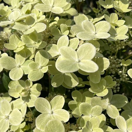 Hydrangea pan. Polestar - image 2