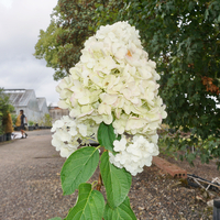 Hydrangea pan. Silver Dollar