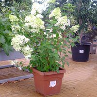 Hydrangea pan. Silver Dollar