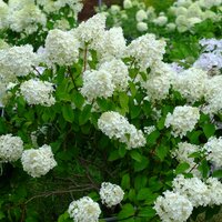 Hydrangea pan. Silver Dollar