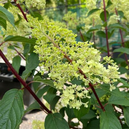 Hydrangea pan. Vanilla Fraise - image 2