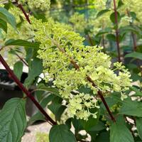 Hydrangea pan. Vanilla Fraise - image 2