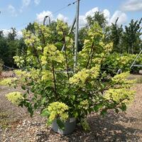 Hydrangea pan. Vanilla Fraise - image 1