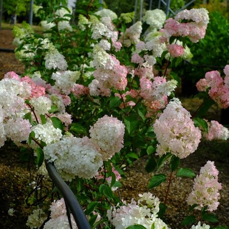 Hydrangea pan. Vanilla Fraise - image 1