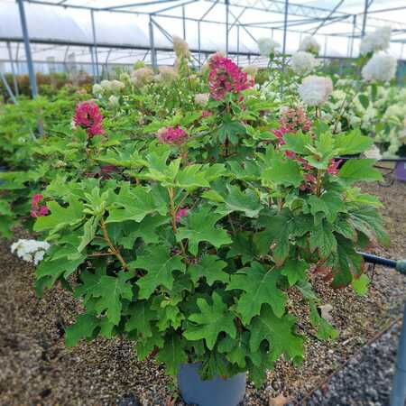 Hydrangea que. Ruby Slippers - image 1