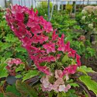 Hydrangea que. Ruby Slippers - image 2