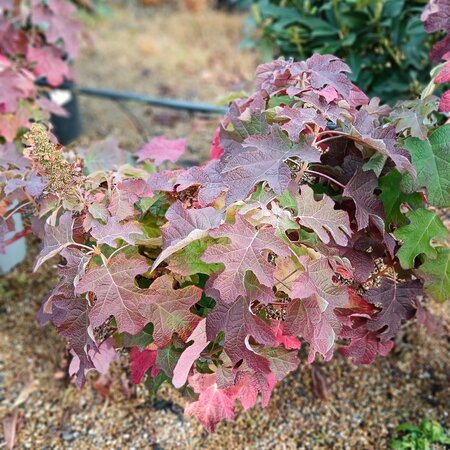 Hydrangea que. Ruby Slippers - image 1