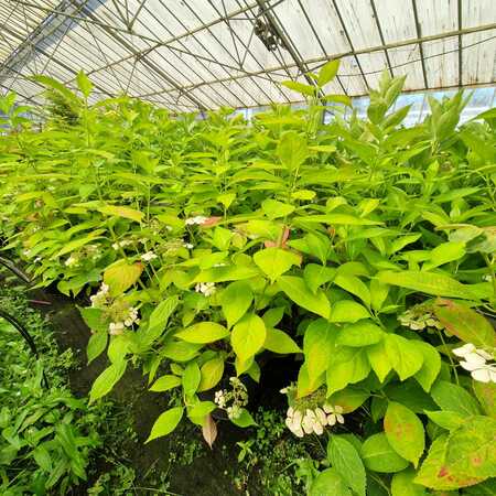Hydrangea ser. Bluebird