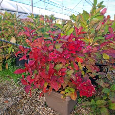 Hydrangea ser. Preziosa