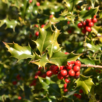 ilex aquifolium alaska | Order online @ Tendercare