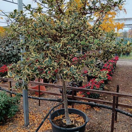 Ilex aqu. Argentea Marginata