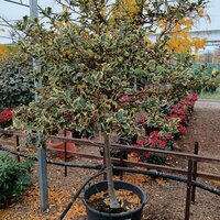 Ilex aqu. Argentea Marginata