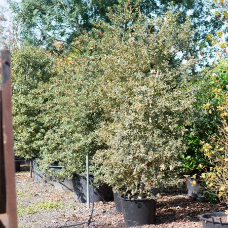 ilex aquifolium argentea marginata | Tendercare Nurseries UK