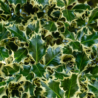 ilex aquifolium argentea marginata | Tendercare Nurseries UK